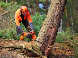 How Our Tree Care Process Works  in  Porcupine, SD