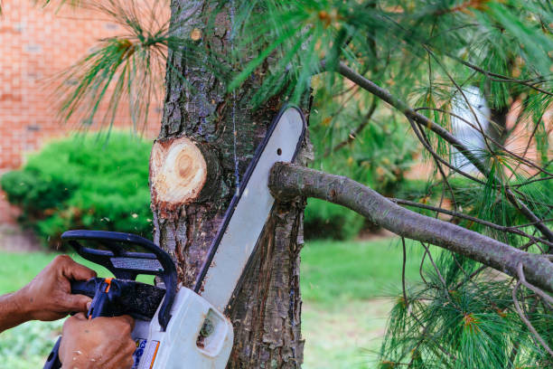 Porcupine, SD Tree Removal Company